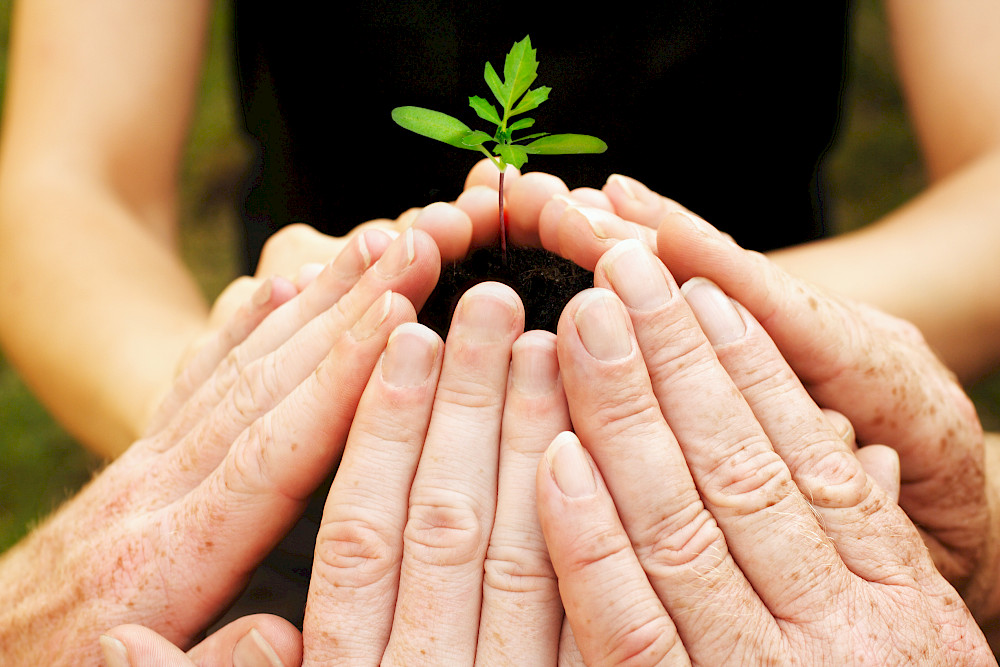 Bild zeigt Hände um eine kleine Pflanze.